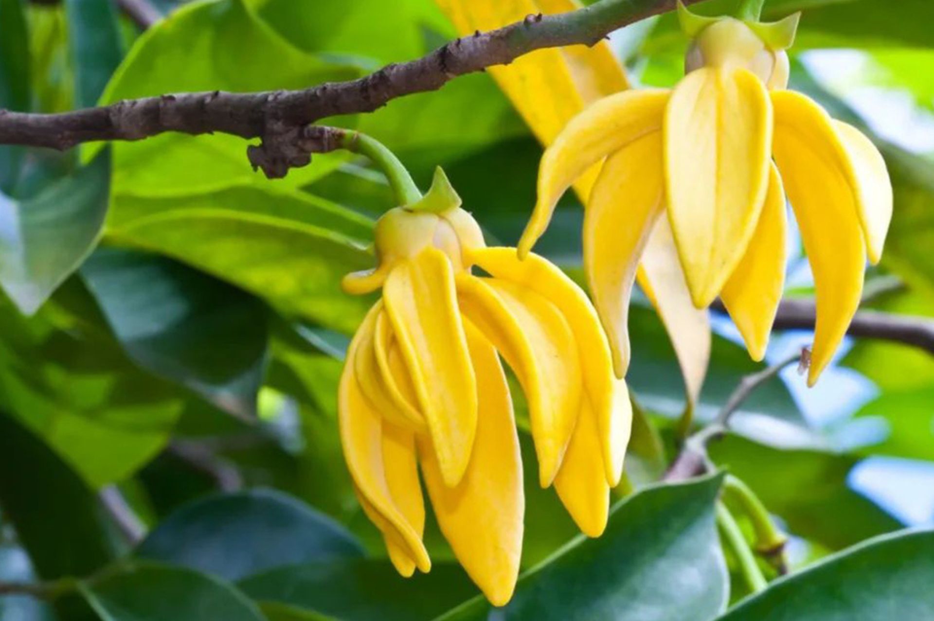 原料介绍|依兰 (Ylang Ylang) - 樸真精油专家