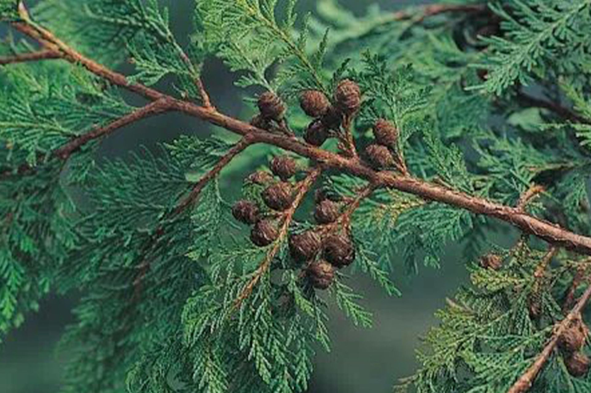 原料介绍|红桧 (Chamaecyparis formosensis) - 樸真精油专家