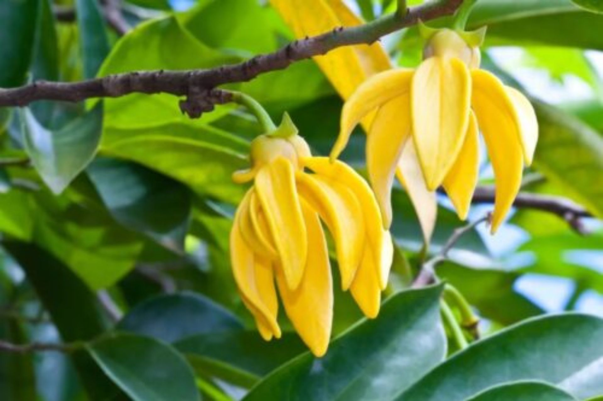 原料介绍｜依兰 (Ylang Ylang) - 樸真精油专家