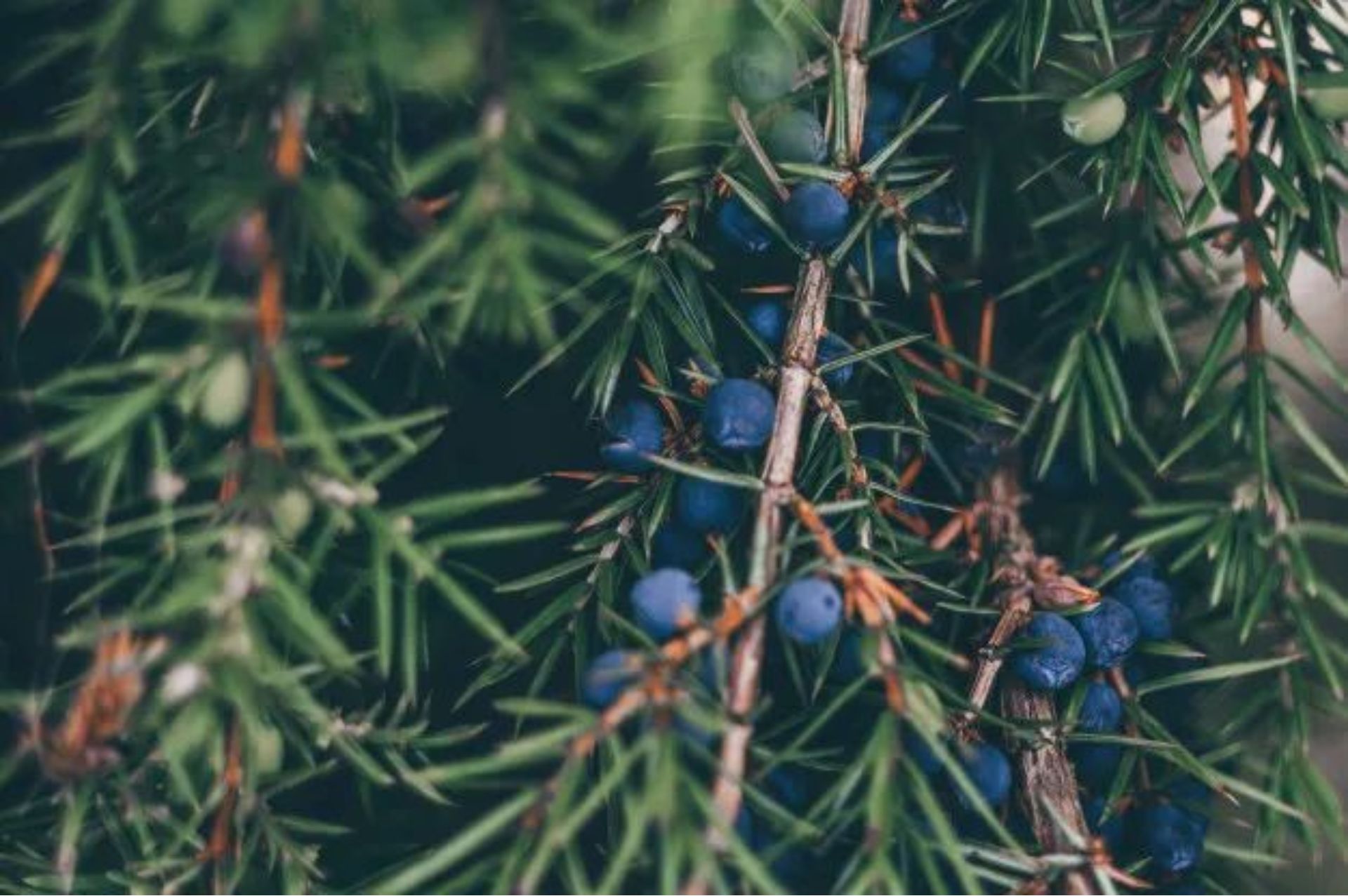 原料介绍|杜松浆果 (Juniper Berry) - 樸真精油专家