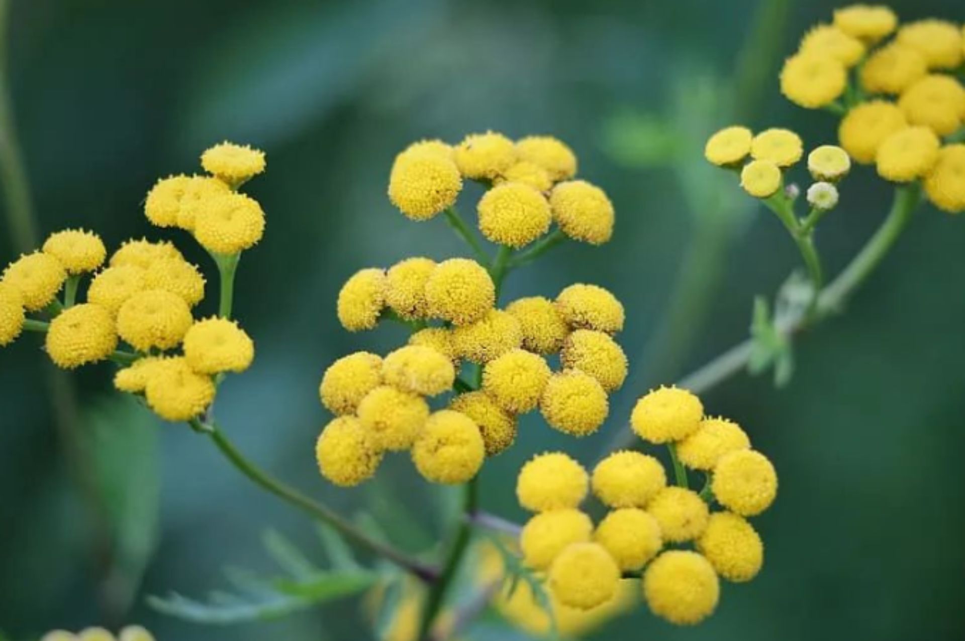 摩洛哥藍艾菊