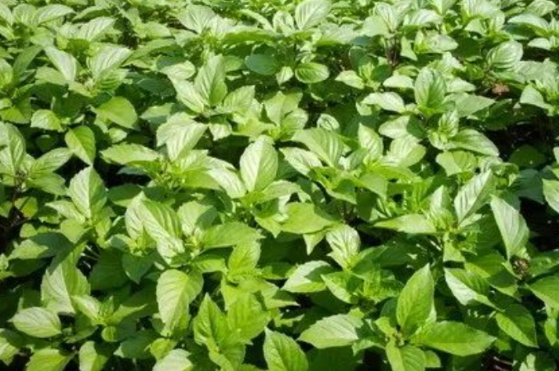 原料介绍｜甜罗勒 (Basil sweet) - 樸真精油专家