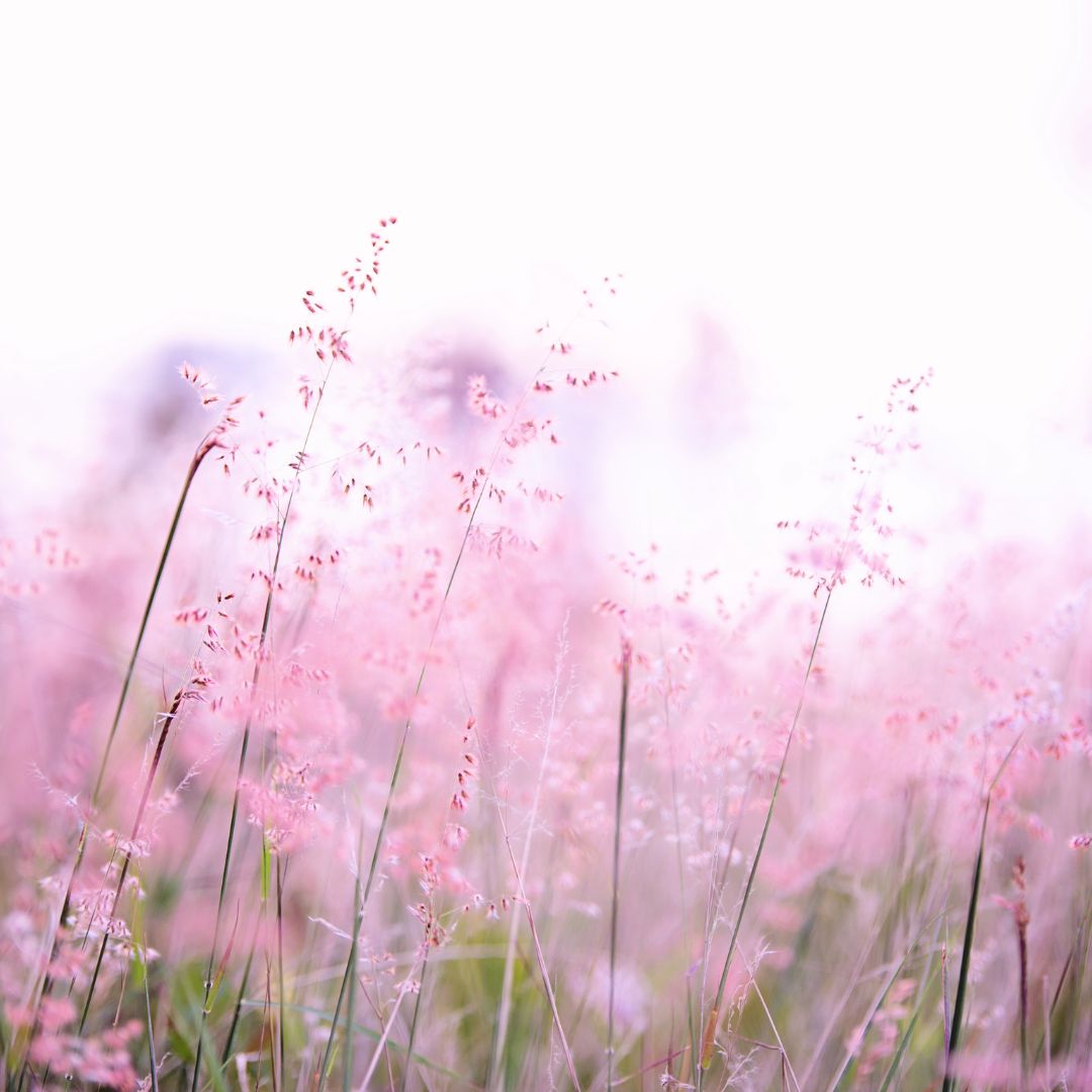 花香調