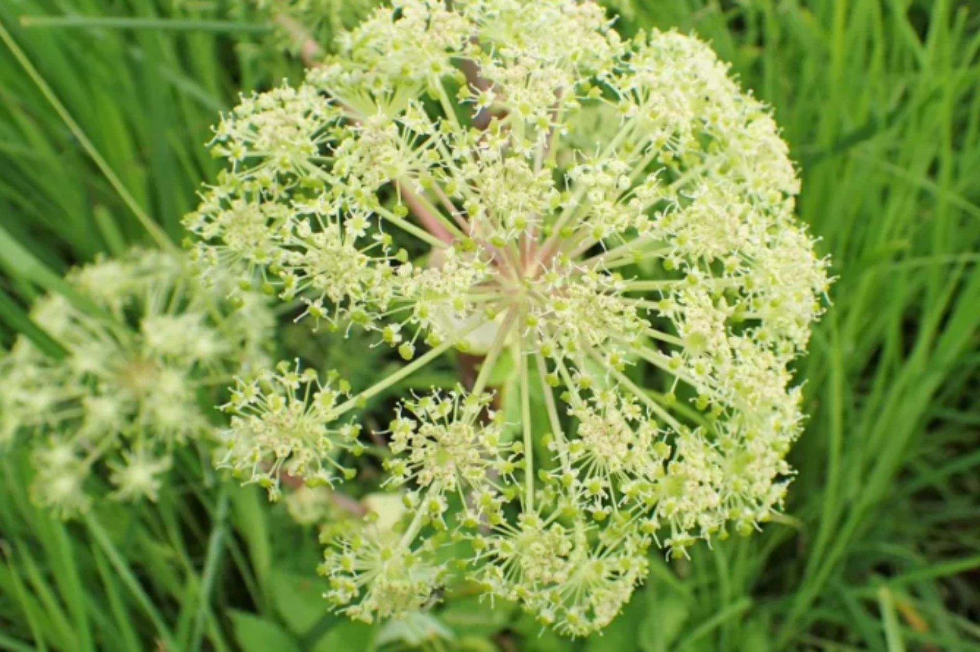 歐白芷根